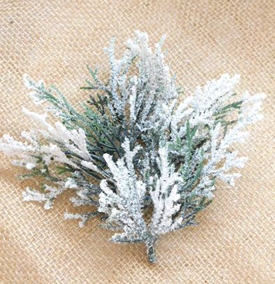 Клонки - Заснежен Кипарис - 4 бр.