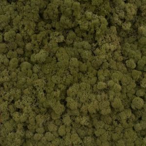 Скандинавски еленски мъх - Маслина №20 -  50 гр.