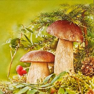 Салфетка Two Mushroom SLOG040201
