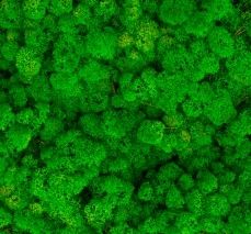 Скандинавски еленски мъх - Светло тревисто №27 - 200 гр.