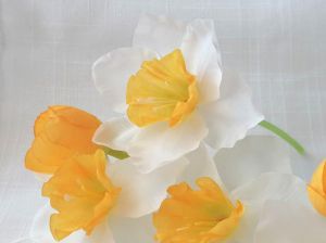 Нарциси Бели - 7 бр.